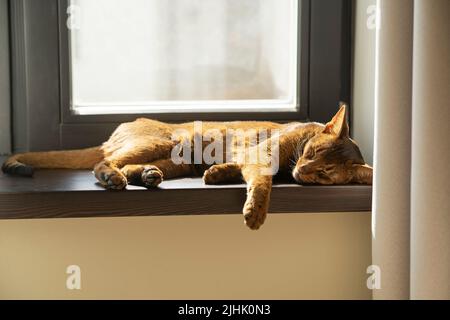 Un chat abyssinien paresseux au gingembre dormant sur le rebord de la fenêtre Banque D'Images