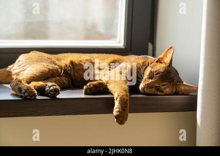 Un chat abyssinien paresseux au gingembre dormant sur le rebord de la fenêtre Banque D'Images