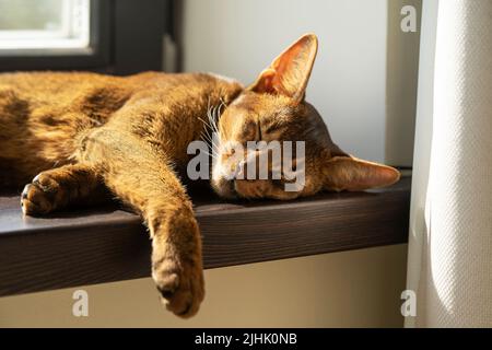 Un chat abyssinien paresseux au gingembre dormant sur le rebord de la fenêtre Banque D'Images