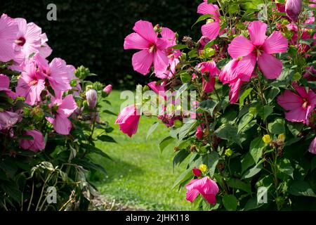 Jardin de Hibiscus moscheutos rose Banque D'Images