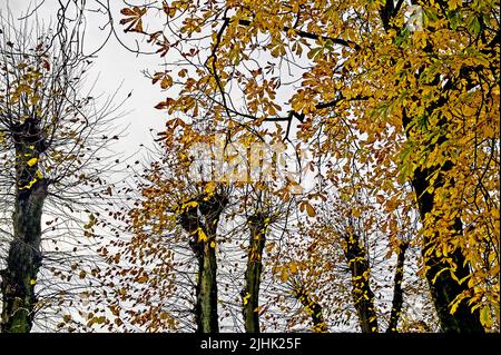 Arbres en automne ; Bäume im Herbst Banque D'Images