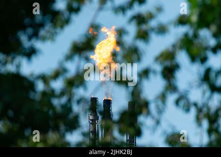 Torchère de gaz de raffinerie de pétrole, torchère brûlante le gaz en excès, vue de derrière un arbre. Flamme de raffinerie de pétrole, torchage, torchage, cheminée, pollution. ROYAUME-UNI Banque D'Images