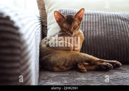 Un chaton abyssinien dormant allongé sur le canapé dans le salon Banque D'Images