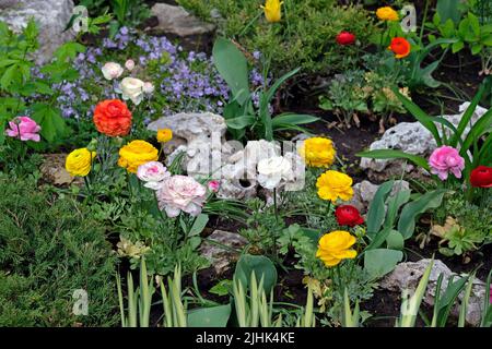 Ranunculus (pied de biche) vue de dessus en conception de paysage. Fleurs de buttercup asiatiques colorées et brindilles de genévrier pour parterres de fleurs. Buttercup rouge et jaune, Ran Banque D'Images