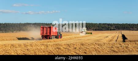 Grande machine tracteur/camion moderne avec remorque-conteneur pleine charge de grain ou d'ensilage, champ de blé récolté après la moissonneuse-batteuse Banque D'Images