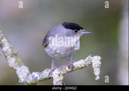 Casquette noire mâle perchée sur une petite branche, Rutland Water, Royaume-Uni Banque D'Images