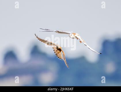 Puéland juvénile attaquant Kestrel mid air, Rutland, Royaume-Uni Banque D'Images