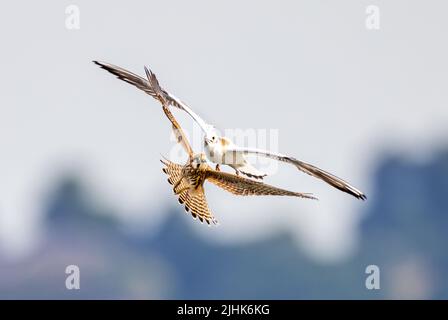 Puéland juvénile attaquant Kestrel mid air, Rutland, Royaume-Uni Banque D'Images