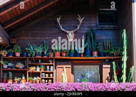Petit jardin de cactus dans une maison traditionnelle. Collalbo, Klogenstein en allemand, est une fraction, et siège de la mairie, de la commune italienne dispersée Banque D'Images