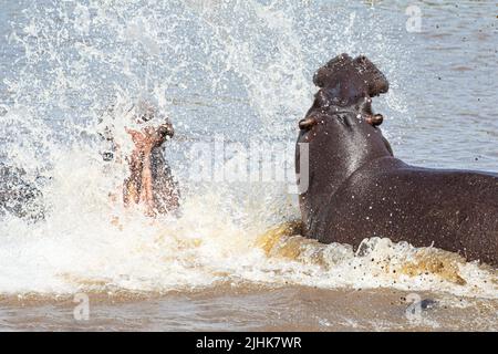 L'épique splashdown était entre un hippopotame féminin protégeant son bébé et un mâle empiétant sur leur territoire. KENYA, AFRIQUE. Hippo Momma en colère Banque D'Images