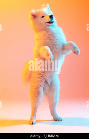 Un beau chien blanc doux Samoyed jouant isolé sur fond de couleur orange dans la lumière de néon. Concept d'animal, animaux, soins, mode, publicité Banque D'Images
