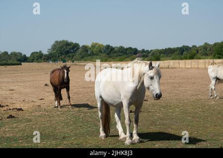 Dorney, Buckinghamshire, Royaume-Uni. 19th juillet 2022. Les chevaux tentent de graiser sur de l'herbe non existante dans un champ. Les températures à Dorney, dans le Buckinghamshire, ont dépassé 40 degrés cet après-midi alors que le Royaume-Uni a enregistré la journée la plus chaude jamais enregistrée. Crédit : Maureen McLean/Alay Live News Banque D'Images