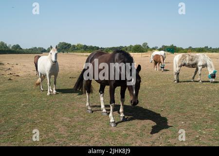 Dorney, Buckinghamshire, Royaume-Uni. 19th juillet 2022. Les chevaux tentent de graiser sur de l'herbe non existante dans un champ. Les températures à Dorney, dans le Buckinghamshire, ont dépassé 40 degrés cet après-midi alors que le Royaume-Uni a enregistré la journée la plus chaude jamais enregistrée. Crédit : Maureen McLean/Alay Live News Banque D'Images