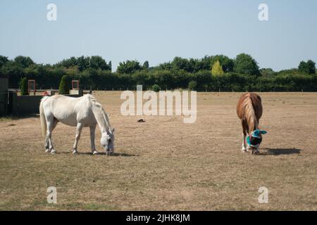 Dorney, Buckinghamshire, Royaume-Uni. 19th juillet 2022. Les chevaux tentent de graiser sur de l'herbe non existante dans un champ. Les températures à Dorney, dans le Buckinghamshire, ont dépassé 40 degrés cet après-midi alors que le Royaume-Uni a enregistré la journée la plus chaude jamais enregistrée. Crédit : Maureen McLean/Alay Live News Banque D'Images