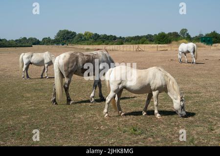 Dorney, Buckinghamshire, Royaume-Uni. 19th juillet 2022. Les chevaux tentent de graiser sur de l'herbe non existante dans un champ. Les températures à Dorney, dans le Buckinghamshire, ont dépassé 40 degrés cet après-midi alors que le Royaume-Uni a enregistré la journée la plus chaude jamais enregistrée. Crédit : Maureen McLean/Alay Live News Banque D'Images