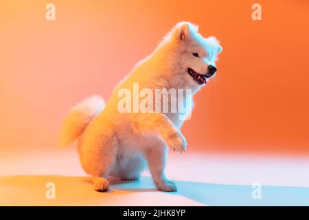 Un beau chien blanc doux Samoyed jouant isolé sur fond de couleur orange dans la lumière de néon. Concept d'animal, animaux, soins, mode, publicité Banque D'Images