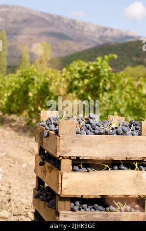 Caisses en bois imbécile de raisins récoltés à l'heure du coucher du soleil du vignoble Banque D'Images