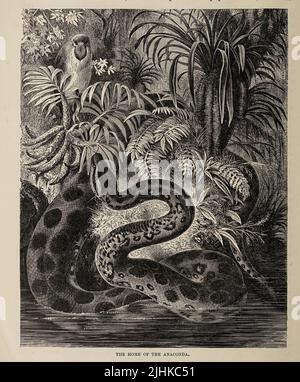 La maison des Anaconda Anacondas ou boas d'eau sont un groupe de grands serpents du genre Eunectes. Ils se trouvent en Amérique du Sud tropicale. De l'histoire naturelle royale ÉDITÉ PAR RICHARD LYDEKKER Volume V 1896 Banque D'Images