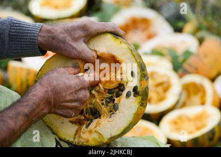 AUTRICHE, Styrie, culture de citrouilles à huile, les graines sont utilisées pour la transformation de l'huile de graines de citrouille, petit fermier éplucher les graines de la citrouille manuellement à la main / ÖSTERREICH, Steiermark, Anbau von Kuerbis und Verarbeitung zu Kuerbiskernoel, Kleinbauer in Marensdorf BEI der eher seltentradien Vertionellen Handerbeitung und Handarbeitung Banque D'Images