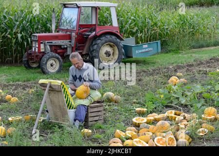 AUTRICHE, Styrie, culture de citrouilles à huile, les graines sont utilisées pour la transformation de l'huile de graines de citrouille, petit fermier éplucher les graines de la citrouille manuellement à la main / ÖSTERREICH, Steiermark, Anbau von Kuerbis und Verarbeitung zu Kuerbiskernoel, Kleinbauer in Marensdorf BEI der eher seltentradien Vertionellen Handerbeitung und Handarbeitung Banque D'Images