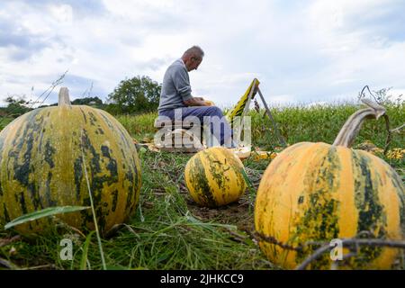 AUTRICHE, Styrie, culture de citrouilles à huile, les graines sont utilisées pour la transformation de l'huile de graines de citrouille, petit fermier éplucher les graines de la citrouille manuellement à la main / ÖSTERREICH, Steiermark, Anbau von Kuerbis und Verarbeitung zu Kuerbiskernoel, Kleinbauer in Marensdorf BEI der eher seltentradien Vertionellen Handerbeitung und Handarbeitung Banque D'Images