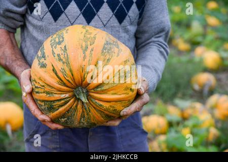 AUTRICHE, Styrie, culture de la citrouille, les graines sont utilisées pour la transformation de l'huile de graines de citrouille, petit fermier au travail manuel / ÖSTERREICH, Steiermark, Anbau von Kuerbis und Verarbeitung zu Kuerbiskernoel, Kleinbauer à Marensdorf BEI der eher seltenen traditionellen Handernte und Verarbeitung Banque D'Images