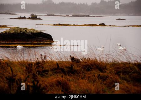 Zone humide des cygnes et des îles dans le Connemara, Irlande. Banque D'Images