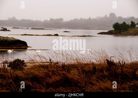 Zone humide des cygnes et des îles dans le Connemara, Irlande. Banque D'Images