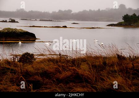 Zone humide des cygnes et des îles dans le Connemara, Irlande. Banque D'Images