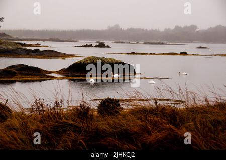 Zone humide des cygnes et des îles dans le Connemara, Irlande. Banque D'Images