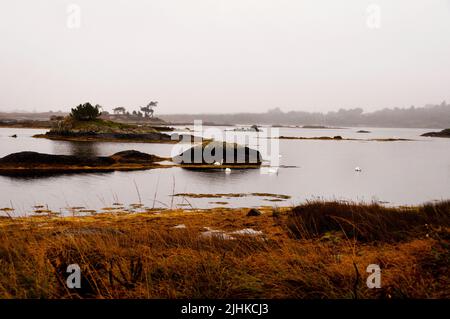 Zone humide des cygnes et des îles dans le Connemara, Irlande. Banque D'Images