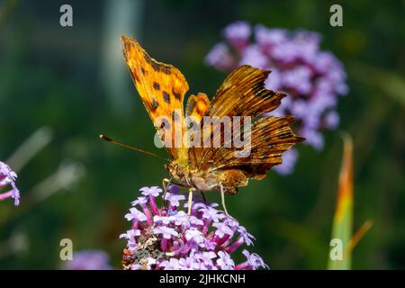 Comma fesses - Polygonia c-album Feeding on a Verbana Flower, Sussex, Royaume-Uni Banque D'Images