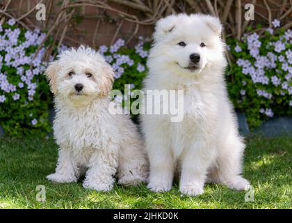 Chiots de Samoyed et de Poochon Banque D'Images