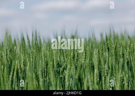 Blé vert dans le champ en gros plan contre un ciel bleu nuageux Banque D'Images