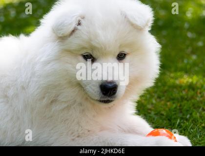 Chiot samoyé Banque D'Images
