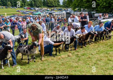 Les agriculteurs tiennent leurs moutons jacobs pour être jugés lors d'un spectacle agricole Banque D'Images