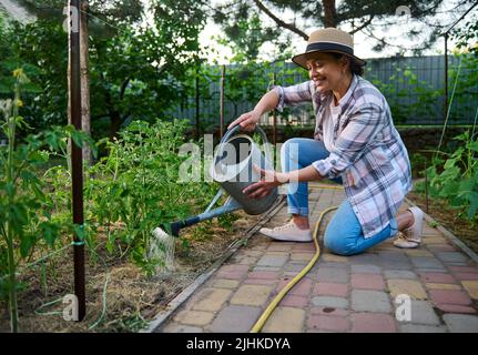 Femme paysanne inspirée s'occupant des plantules de tomate plantées, arrosant les plantes cultivées dans un jardin de légumes biologiques. Banque D'Images