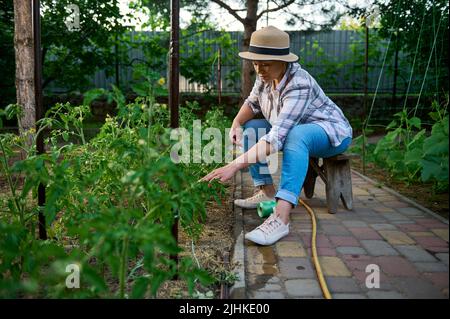 Jardinier femelle utilisant une corde de jarretière nouant des plants de tomate dans l'éco-ferme. Culture de légumes biologiques. Agriculture Banque D'Images