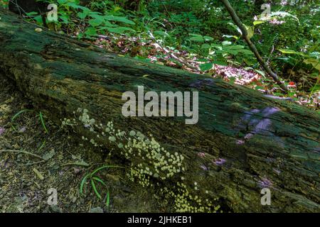 Gros plan de champignons, connu sous le nom de capot givré poussant sur un arbre en bas dans une forêt le long d'un sentier de randonnée. Banque D'Images