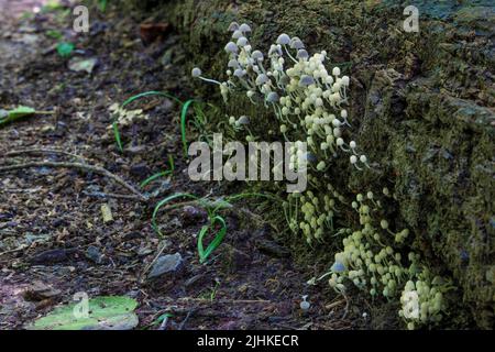 Gros plan de champignons, connu sous le nom de capot givré poussant sur un arbre en bas dans une forêt le long d'un sentier de randonnée. Banque D'Images