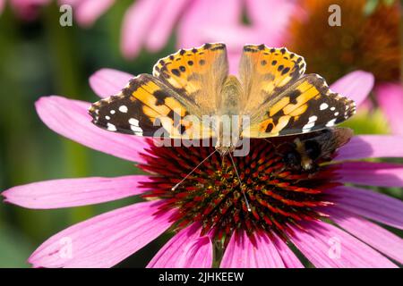 Peint papillon de dame sur Coneflewer Echinacea purpurea Banque D'Images