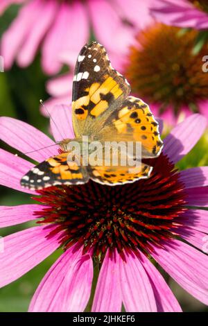 Vanessa cardui peint dame papillon sur la tête de fleur papillon peint dame papillon ailes de papillon insecte Coneflower Echinacea purpurea Banque D'Images