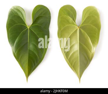 feuilles de plantes à fleurs d'anthurium, également connues sous le nom de plantes à fleurs d'arrière-plan, flamants roses et lacélacélafées, feuillage en forme de coeur isolé sur fond blanc, collection Banque D'Images