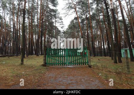 Porte en bois dans une forêt de pins Banque D'Images