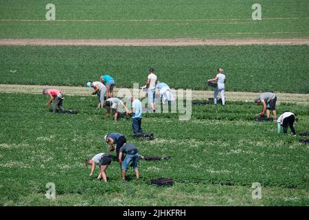 Talalow, Royaume-Uni. 19th juillet 2022. Les ouvriers agricoles cueillant des légumes au soleil flamboyant et chaud le jour le plus chaud jamais enregistré en Angleterre alors que les températures ont atteint 40 degrés aujourd'hui. Les employeurs doivent faire preuve de diligence envers leurs employés en vertu de la Loi sur la santé et la sécurité au travail pour assurer des conditions de travail sécuritaires, mais il est surprenant qu'il n'existe pas de loi sur les températures maximales en milieu de travail. Crédit : Maureen McLean/Alay Live News Banque D'Images