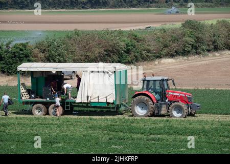 Talalow, Royaume-Uni. 19th juillet 2022. Les ouvriers agricoles cueillant des légumes au soleil flamboyant et chaud le jour le plus chaud jamais enregistré en Angleterre alors que les températures ont atteint 40 degrés aujourd'hui. Les employeurs doivent faire preuve de diligence envers leurs employés en vertu de la Loi sur la santé et la sécurité au travail pour assurer des conditions de travail sécuritaires, mais il est surprenant qu'il n'existe pas de loi sur les températures maximales en milieu de travail. Crédit : Maureen McLean/Alay Live News Banque D'Images