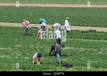 Talalow, Royaume-Uni. 19th juillet 2022. Les ouvriers agricoles cueillant des légumes au soleil flamboyant et chaud le jour le plus chaud jamais enregistré en Angleterre alors que les températures ont atteint 40 degrés aujourd'hui. Les employeurs doivent faire preuve de diligence envers leurs employés en vertu de la Loi sur la santé et la sécurité au travail pour assurer des conditions de travail sécuritaires, mais il est surprenant qu'il n'existe pas de loi sur les températures maximales en milieu de travail. Crédit : Maureen McLean/Alay Live News Banque D'Images