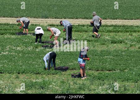 Talalow, Royaume-Uni. 19th juillet 2022. Les ouvriers agricoles cueillant des légumes au soleil flamboyant et chaud le jour le plus chaud jamais enregistré en Angleterre alors que les températures ont atteint 40 degrés aujourd'hui. Les employeurs doivent faire preuve de diligence envers leurs employés en vertu de la Loi sur la santé et la sécurité au travail pour assurer des conditions de travail sécuritaires, mais il est surprenant qu'il n'existe pas de loi sur les températures maximales en milieu de travail. Crédit : Maureen McLean/Alay Live News Banque D'Images