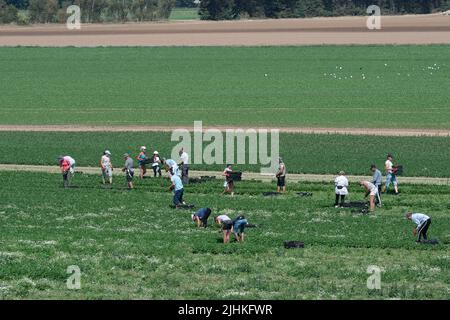 Talalow, Royaume-Uni. 19th juillet 2022. Les ouvriers agricoles cueillant des légumes au soleil flamboyant et chaud le jour le plus chaud jamais enregistré en Angleterre alors que les températures ont atteint 40 degrés aujourd'hui. Les employeurs doivent faire preuve de diligence envers leurs employés en vertu de la Loi sur la santé et la sécurité au travail pour assurer des conditions de travail sécuritaires, mais il est surprenant qu'il n'existe pas de loi sur les températures maximales en milieu de travail. Crédit : Maureen McLean/Alay Live News Banque D'Images