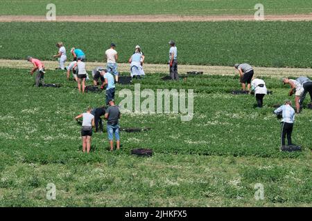 Talalow, Royaume-Uni. 19th juillet 2022. Les ouvriers agricoles cueillant des légumes au soleil flamboyant et chaud le jour le plus chaud jamais enregistré en Angleterre alors que les températures ont atteint 40 degrés aujourd'hui. Les employeurs doivent faire preuve de diligence envers leurs employés en vertu de la Loi sur la santé et la sécurité au travail pour assurer des conditions de travail sécuritaires, mais il est surprenant qu'il n'existe pas de loi sur les températures maximales en milieu de travail. Crédit : Maureen McLean/Alay Live News Banque D'Images